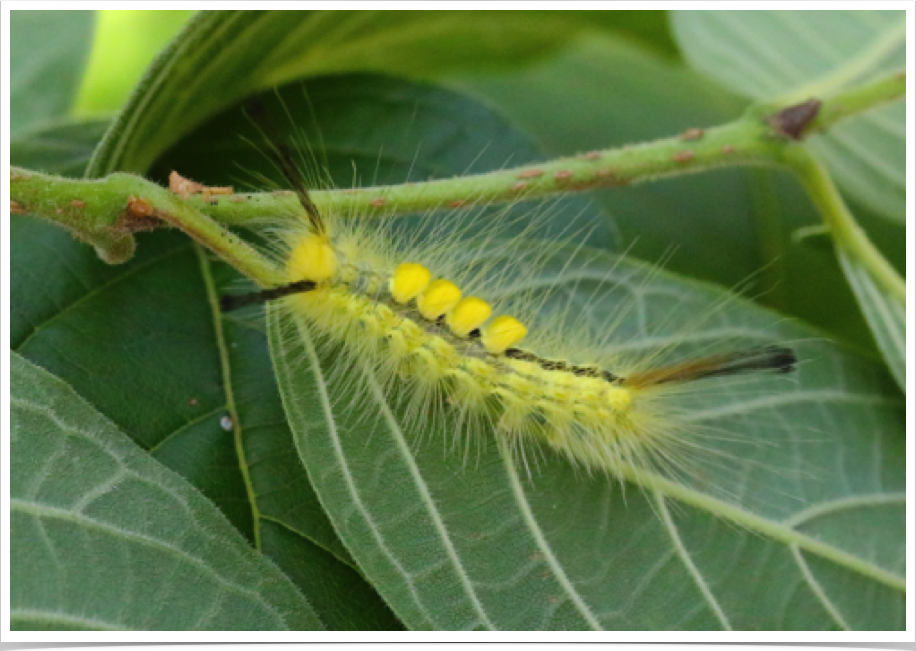 Orgyia definita
Definite Tussock Moth
Bibb County, Alabama Orgyia definita
Definite Tussock Moth
Bibb County, Alabama